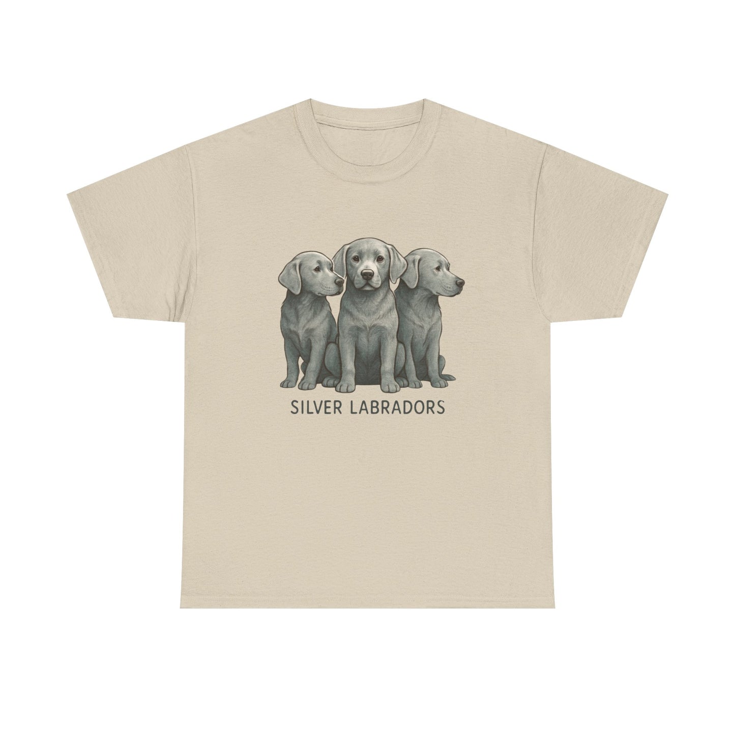 Silver Labrador