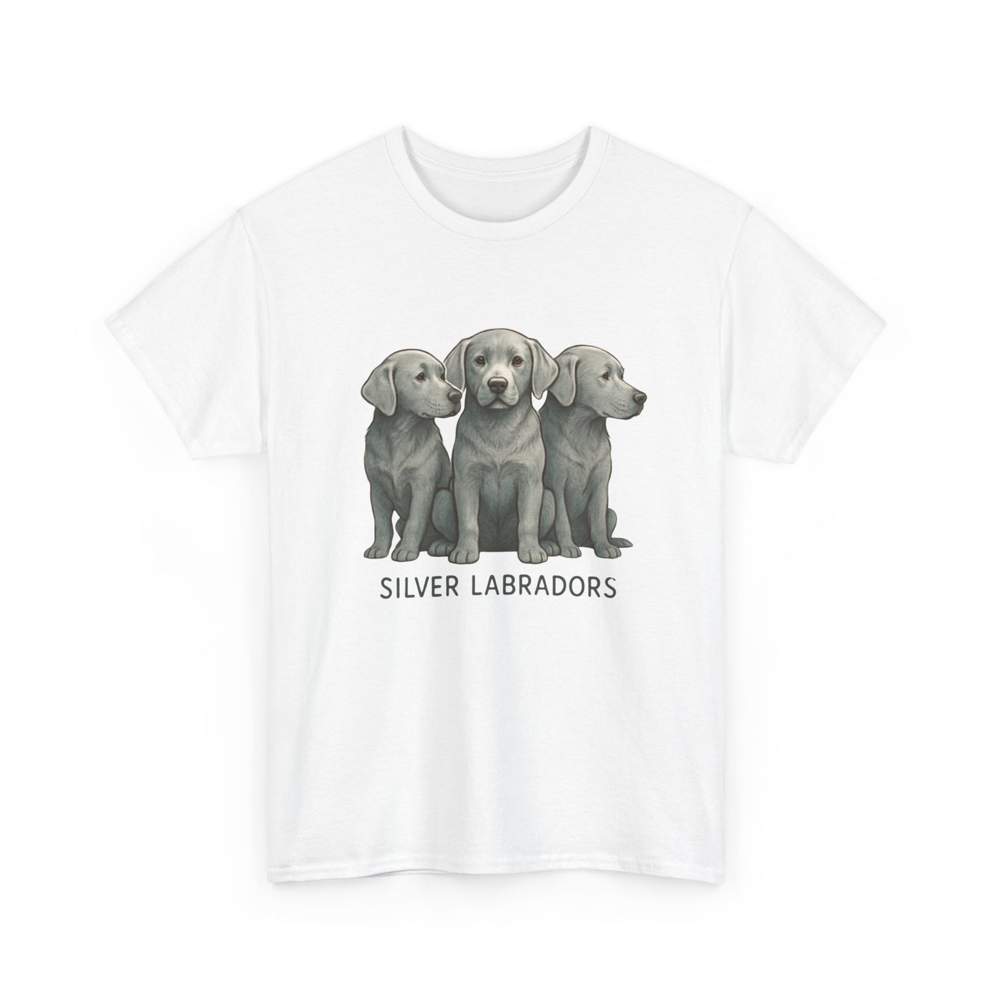 Silver Labrador
