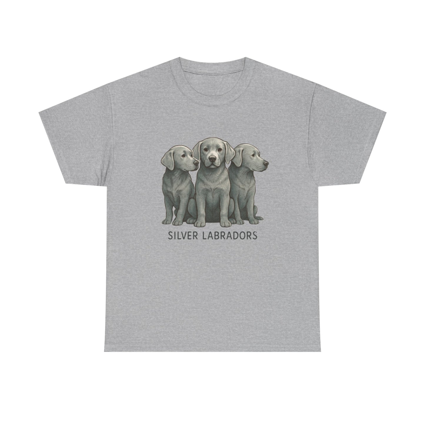 Silver Labrador