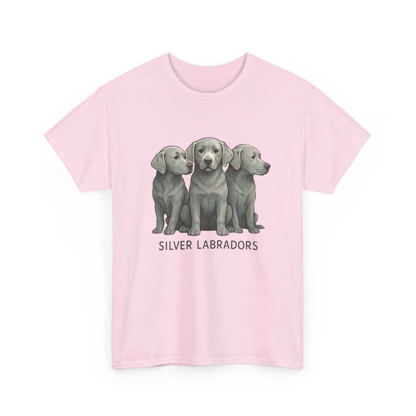 Silver Labrador