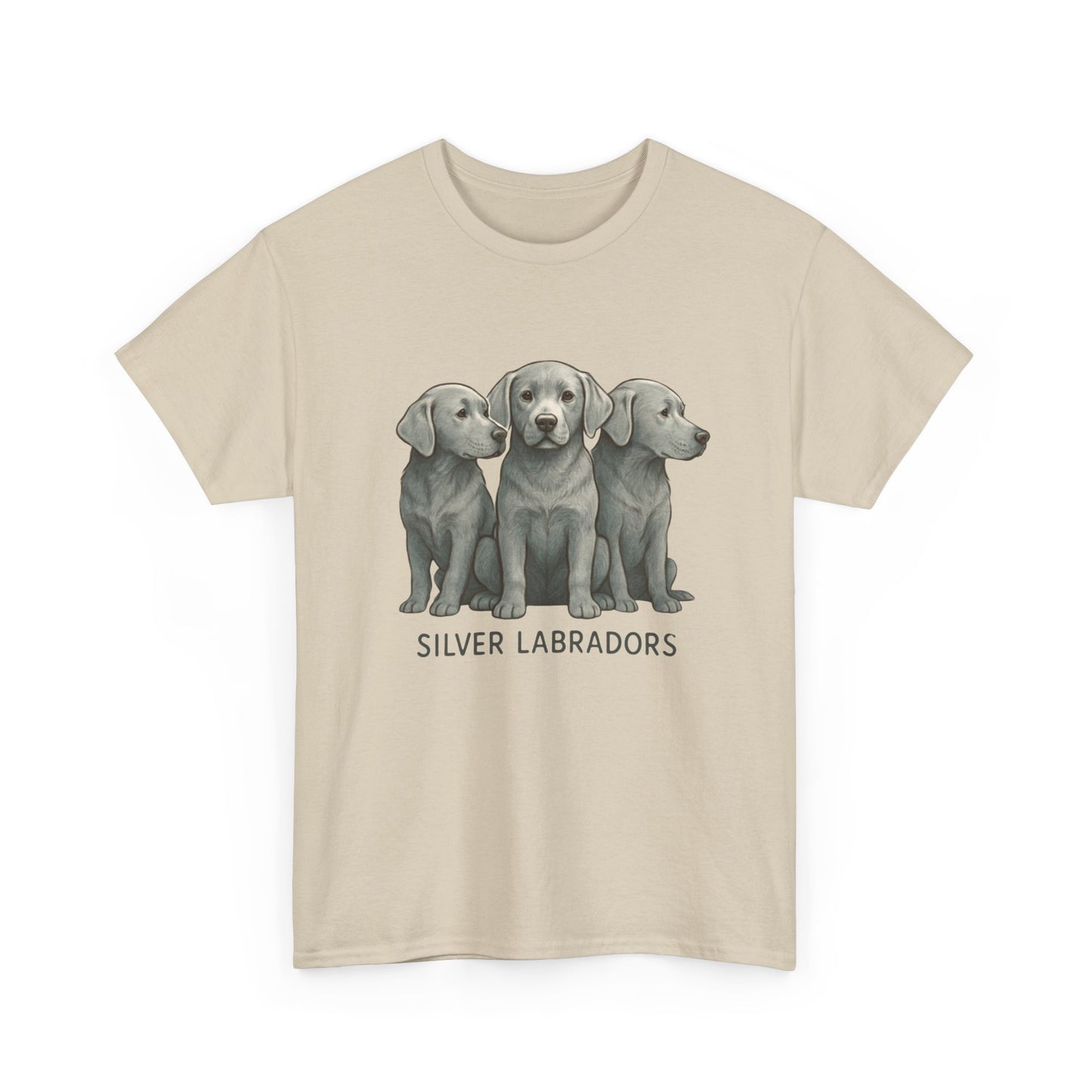 Silver Labrador
