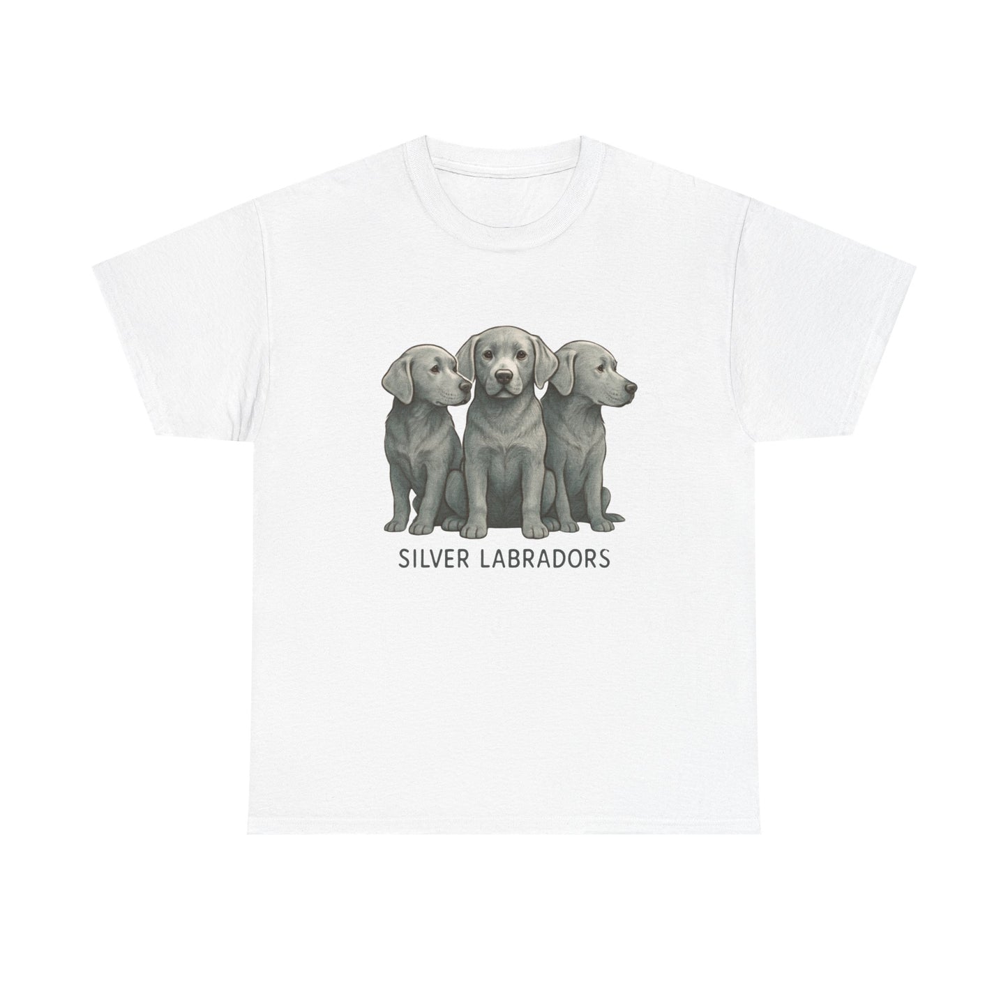 Silver Labrador