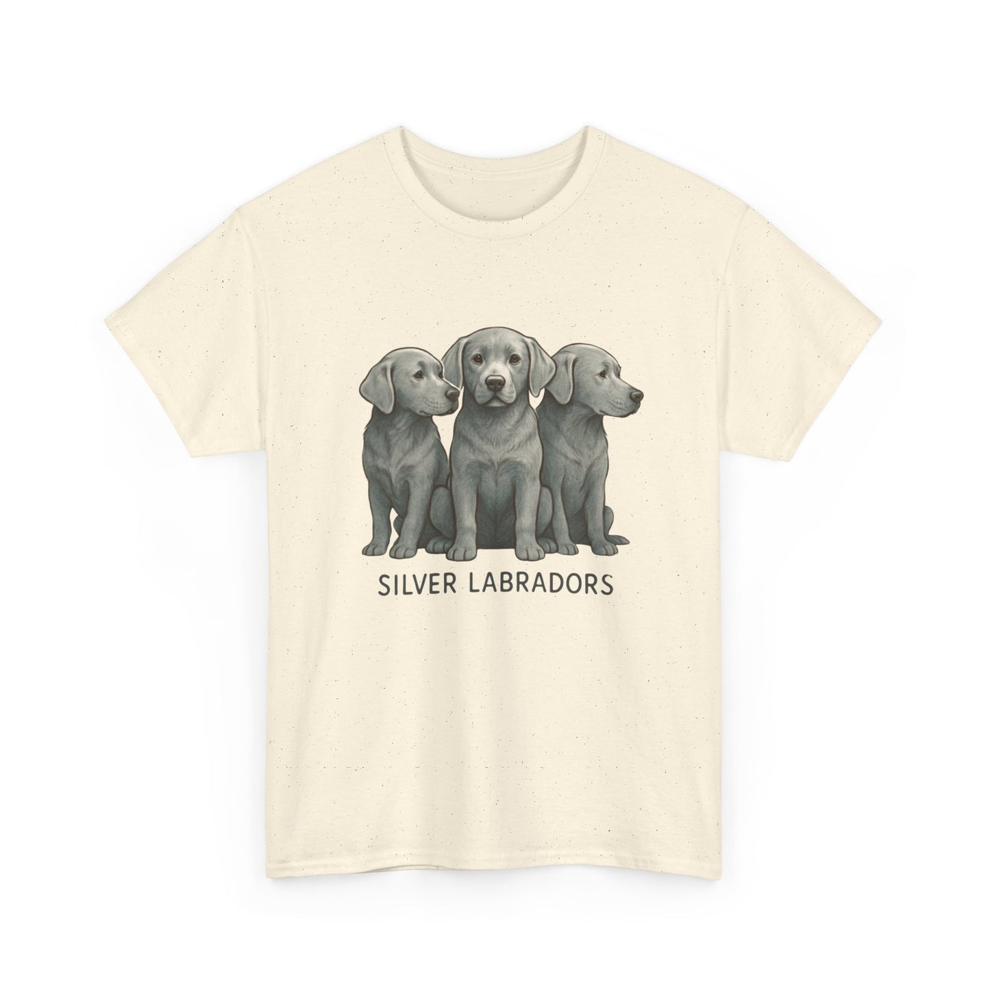Silver Labrador